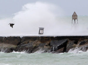 當地時間2012年10月25日，美國邁阿密，颶風“桑迪”的外緣帶來了風雨，一隻醍醐在海風中掙扎。