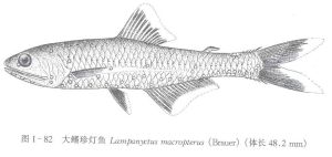 大鰭珍燈魚