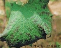 葡萄卷葉病 葡萄卷葉病