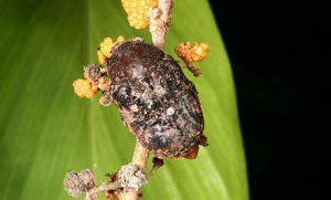 橙斑花金龜 橙斑花金龜