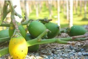 熱研1號檳榔 熱研1號檳榔