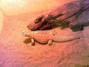 埃及刺尾蜥