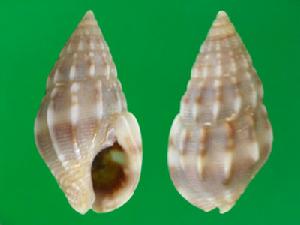 紮實織紋螺 紮實織紋螺