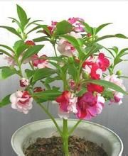 細圓齒鳳仙花 細圓齒鳳仙花