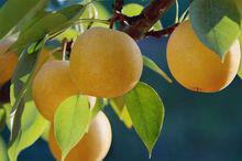 黃山[安徽省省轄市]