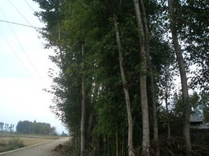 文筆自然村 文筆自然村