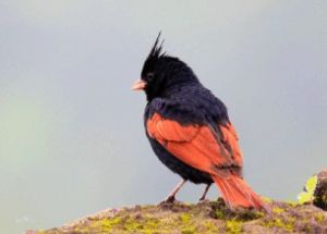 鳳頭鵐屬 鳳頭鵐屬