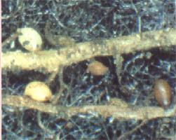 （圖）甜菜胞囊線蟲