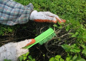 雙措並舉 力除蚧殼蟲