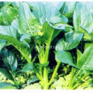 遲心2號 遲心2號