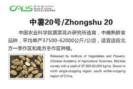 中薯20號[國審薯2014003]