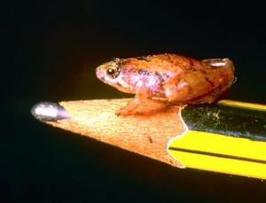 停在鉛筆上的“豌豆”青蛙