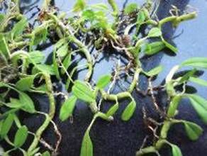 小羊耳蒜 小羊耳蒜