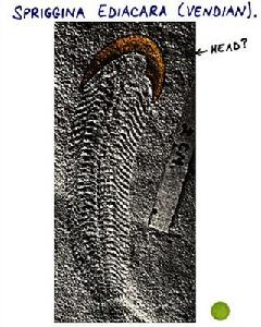 斯普里格蠕蟲 斯普里格蠕蟲