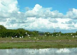 海豐公平大湖省級自然保護區 海豐公平大湖省級自然保護區
