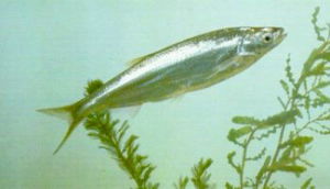 銀飄魚