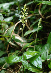 香線柱蘭 香線柱蘭