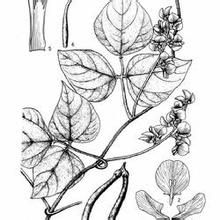 赤水忍冬 赤水忍冬