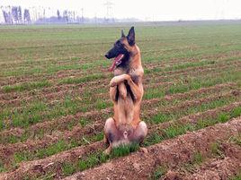 中國馬犬 中國馬犬