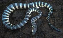 裂頦海蛇(Enhydrina schistosa)