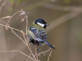 大山雀東北亞種 大山雀東北亞種