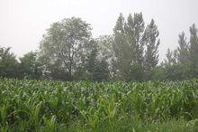 上店村[遼寧省朝陽市喀左縣坤都營子鄉上店村]