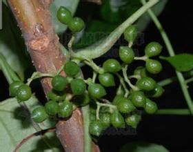 密花省藤 密花省藤