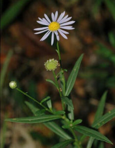 窄葉裸菀 窄葉裸菀