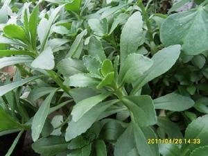 三芒景天 三芒景天