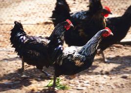 鄉城藏雞 鄉城藏雞