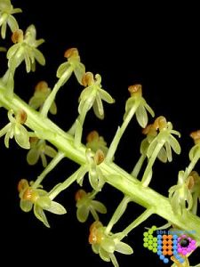 玉簪羊耳蒜 玉簪羊耳蒜