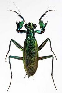 金屬螳螂 金屬螳螂