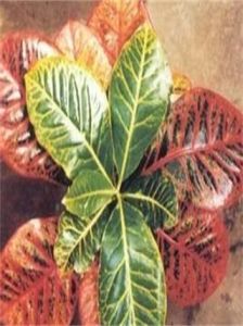 尖葉子打蟲藥 尖葉子打蟲藥