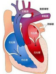 大動脈轉位 大動脈轉位