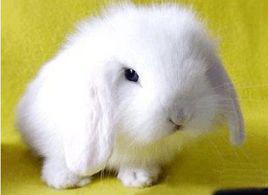寵物兔
