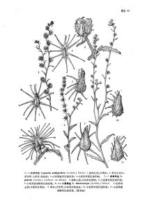 小果鶴虱 小果鶴虱