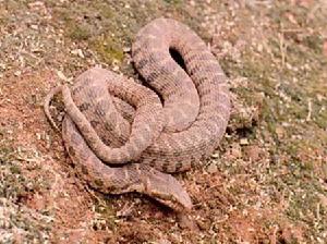 黑鑲錦蛇 黑鑲錦蛇