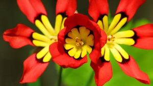 三色魔杖 三色魔杖