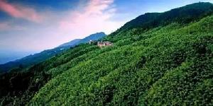 雲南雙江古茶山國家森林公園