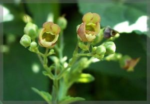 新疆大蒜芥 新疆大蒜芥