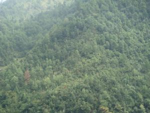 大華山村 大華山村