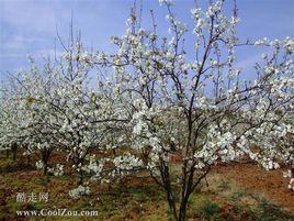 萬溪沖村 萬溪沖村