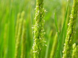 稻花[漢語詞語]