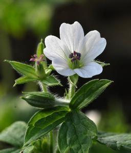 中華老鸛草 中華老鸛草