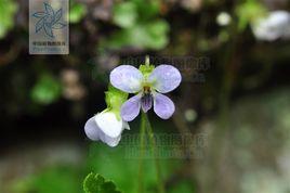 蔓莖堇菜 蔓莖堇菜