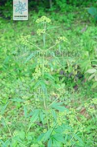 黃花龍牙 黃花龍牙