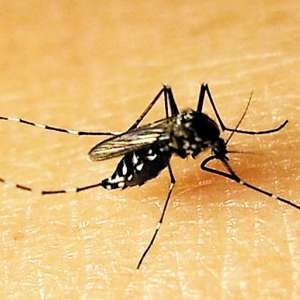 致倦庫蚊 致倦庫蚊