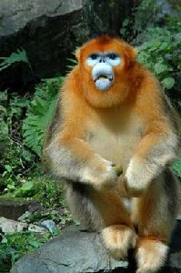 秦嶺金絲猴 秦嶺金絲猴