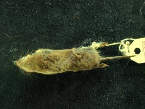 北小麝鼩新疆亞種 北小麝鼩新疆亞種