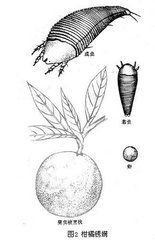 害啫鱗蟎 害啫鱗蟎